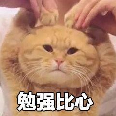 冷知识：测试你的“猫奴”等级有多高