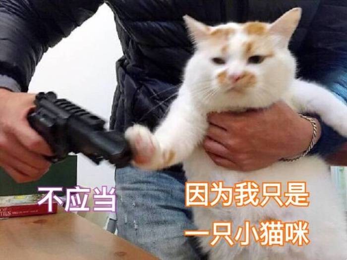 警惕：夏天不要这样养猫，会害了它