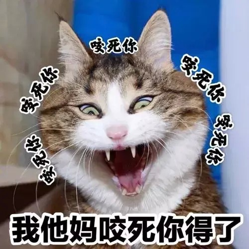 猫咪生气的表现我该怎样哄好我的喵呢