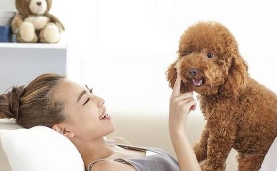 为什么泰迪犬更喜欢女生真正的5个原因让你拥有吸狗体质