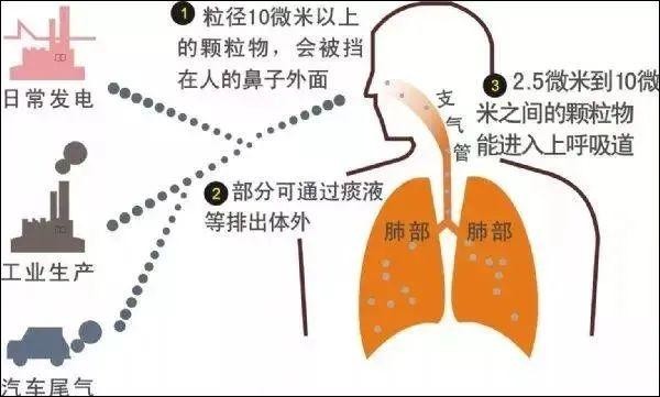 猫毛会吸进肺里怀孕不能养猫常见的养猫谣言大辟谣上