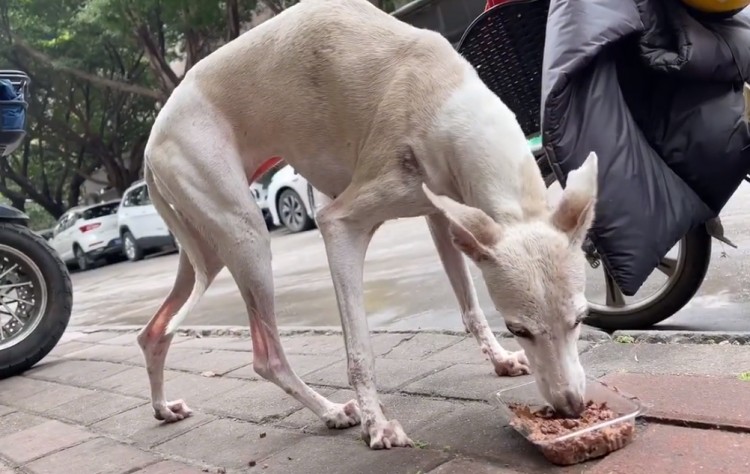 广州：有主赛犬街头讨食年迈狗狗小心进食的画面着实让人心酸