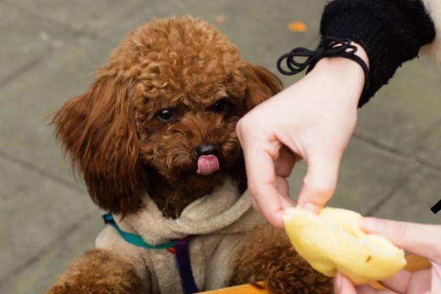 贵宾犬爱叫怎么办？狗主掌握了这些小窍门，就能轻松应对