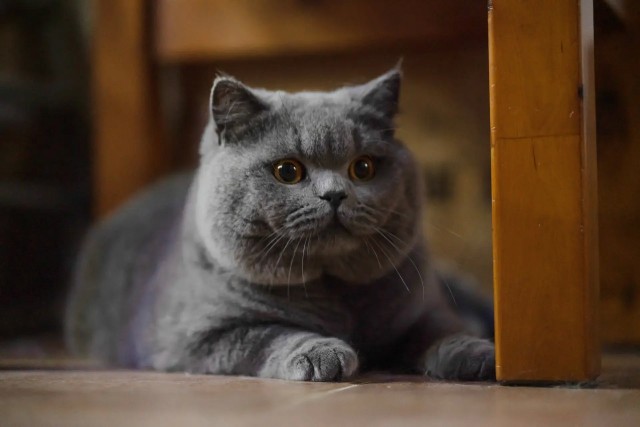 不养只英短蓝猫你永远体会不到这几件事谁养谁知道