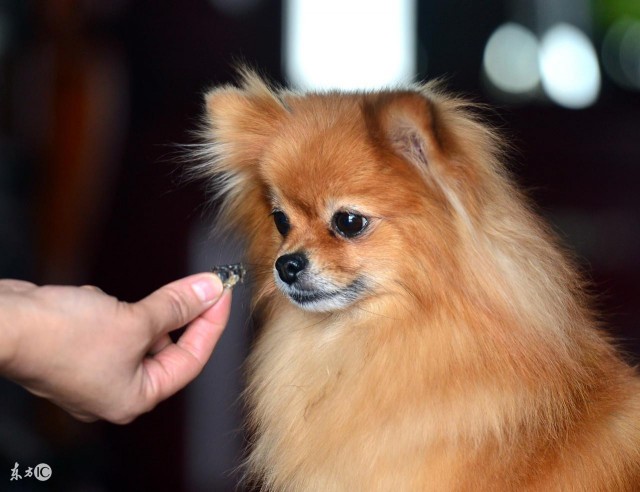 据说博美犬都会的七项技能训练你家狗狗会几个