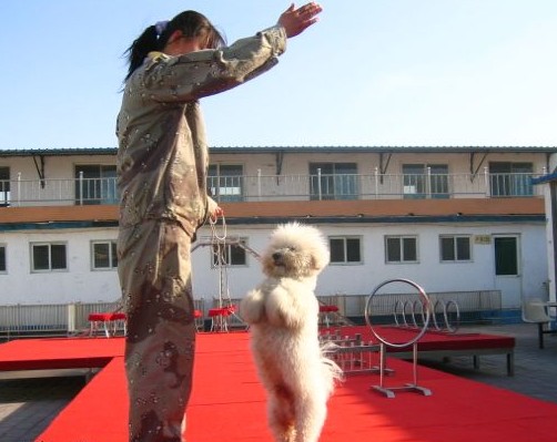 比熊犬基本功测试，你家能通过几个？