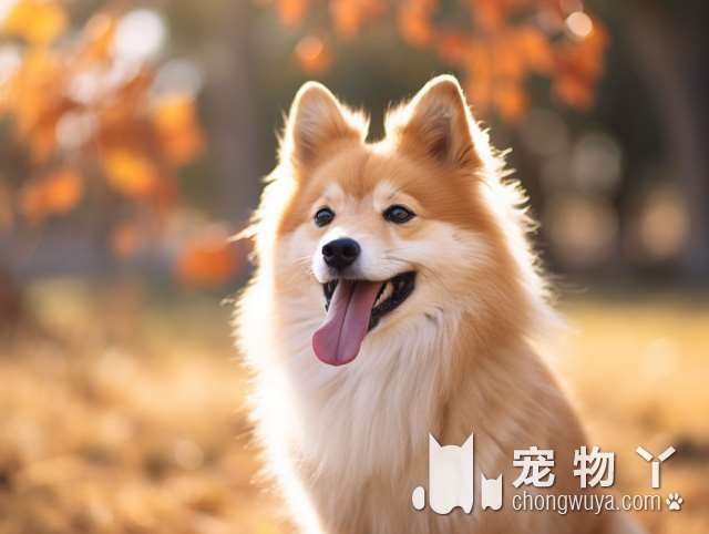 蒙古牧羊犬的优缺点？