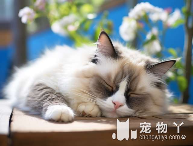 温州瑞派宠物医院猫专科，性价比高，服务贴心，还有什么好处？